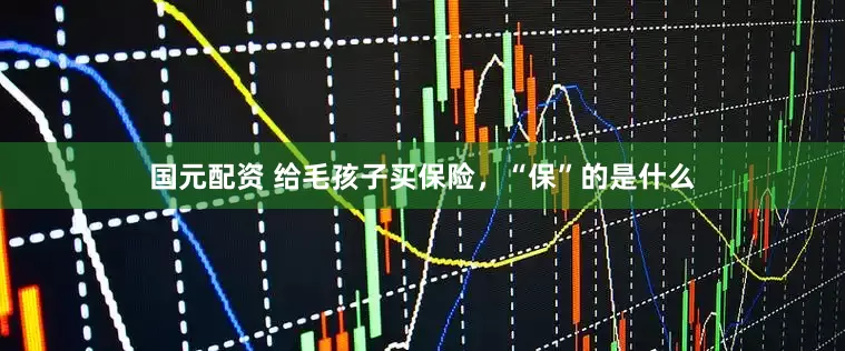 国元配资 给毛孩子买保险，“保”的是什么